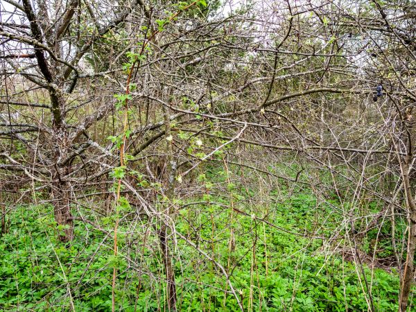 Underbrush Clearing in Paducah
