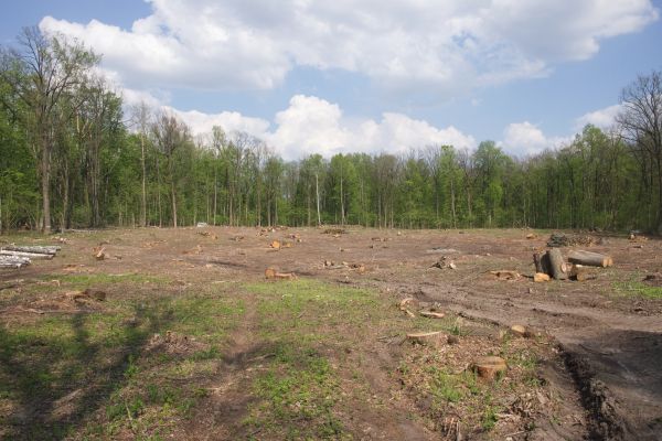 Cost of Pasture Clearing in Paducah