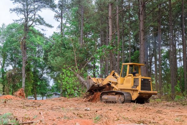 Forest Thinning in Paducah