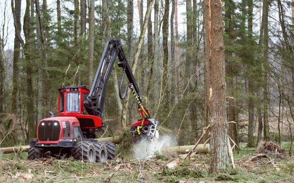 Cost of Forest Clearance Service in Paducah