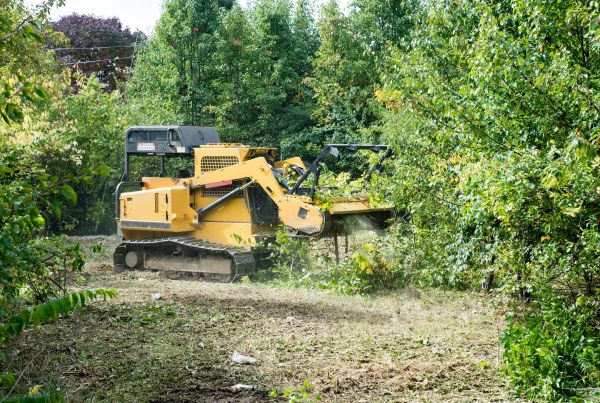 Cost of Pathway Clearing in Paducah
