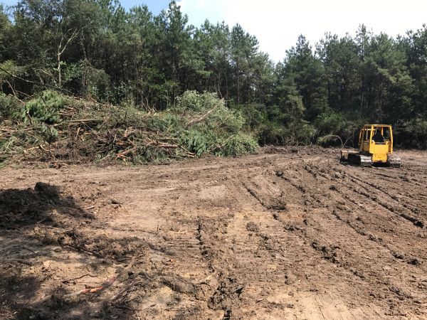 Cost of Thicket Clearing in Paducah